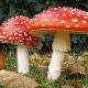 Die faszinierenden Amanita-Pilze