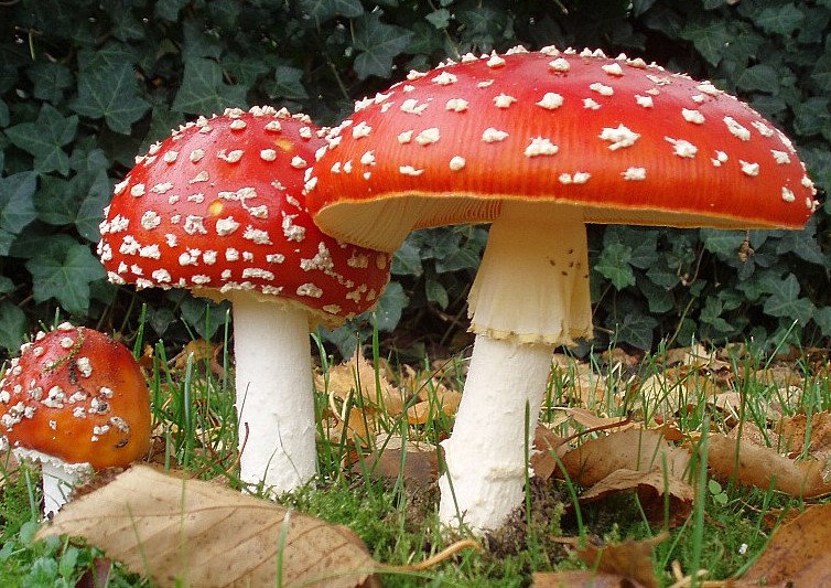 Die faszinierenden Amanita-Pilze